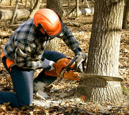 Tree Removal in Purmela, TX